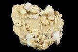 Exquisite Miniature Ammonite Fossil Cluster - France #92512-2
